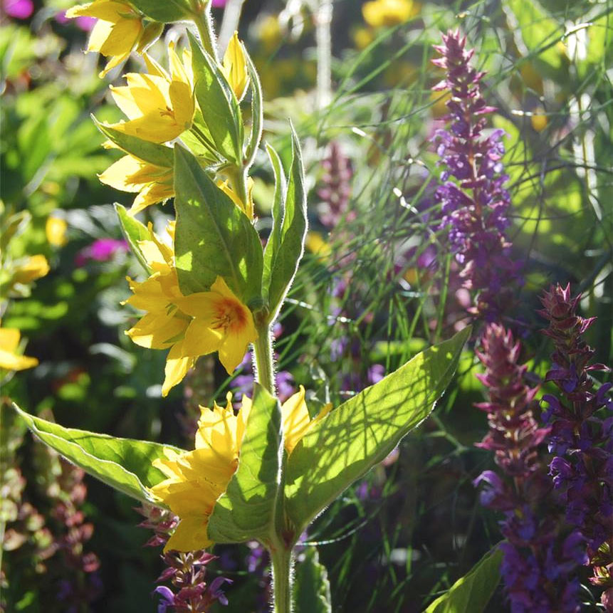 Lysimachia punctata