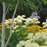 Perennial border - Summer Planting