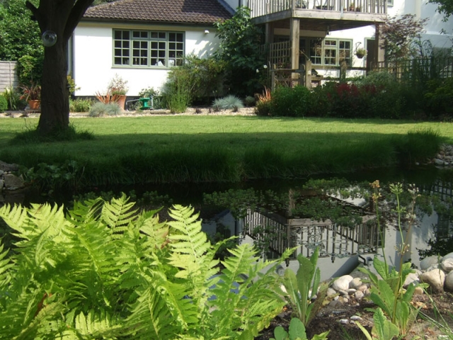 Large wildlife pond with ferns and pebble beach