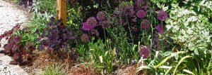 Purple planting