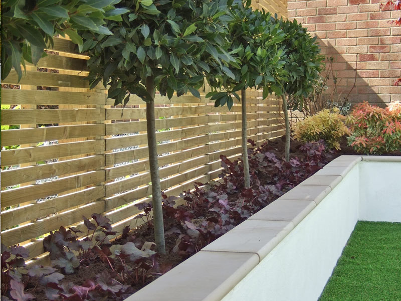 Horizontal slatted fence and topiary bay trees under planted with heuchera