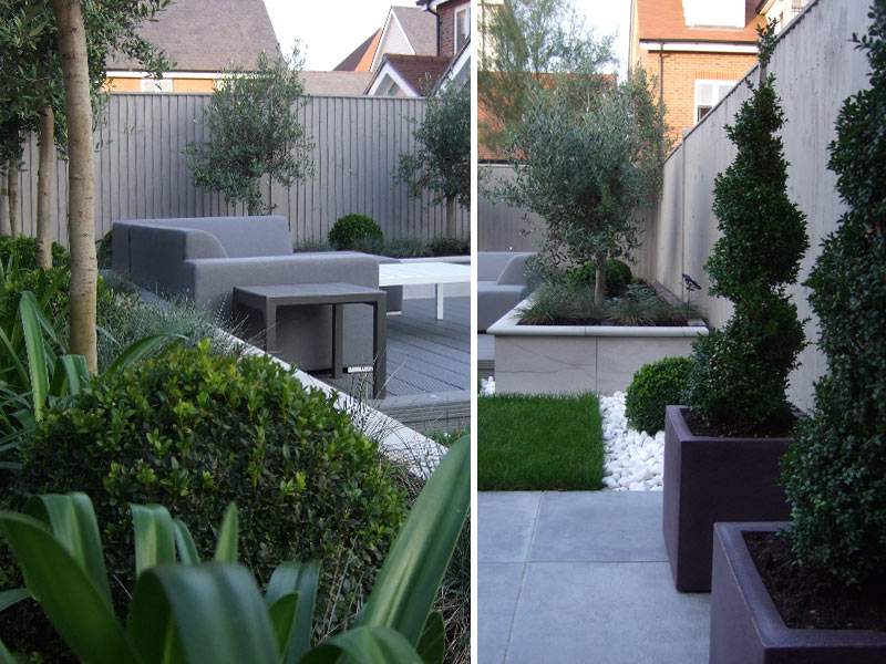 Planting with a limited colour palette - box balls and olive trees underplanted with alliums and festuca glauca