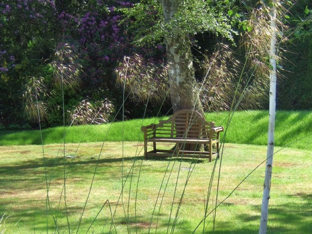 Bench viewed through veil of Stipa gigantea