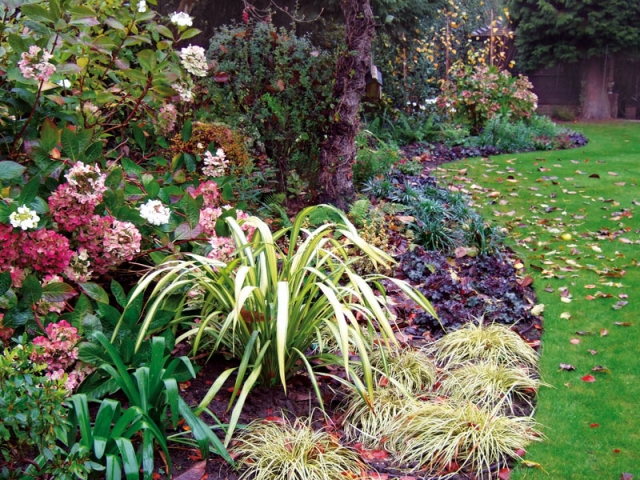 Shady late autumn borders with hydrangea, Phormium yellow wave and Carex evergold