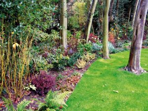 Shady late autumn borders with ferns, dogwood and skimmia