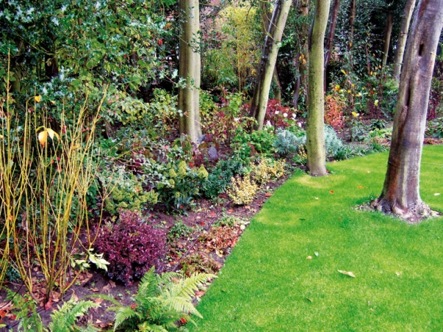 Shady late autumn borders with ferns, dogwood and skimmia