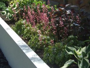 Planting in a rendered raised bed - heuchera in full flower