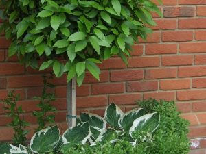 Planting detail - bay standard with hosta, sarcoccocca and buxus