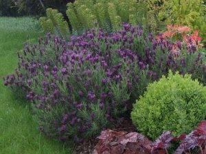 Close up of mixed border planting with Lavandula stoechas