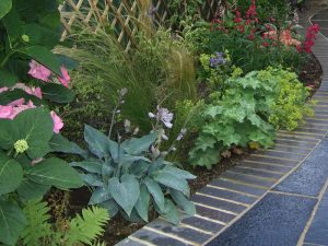 Close up of mixed border planting