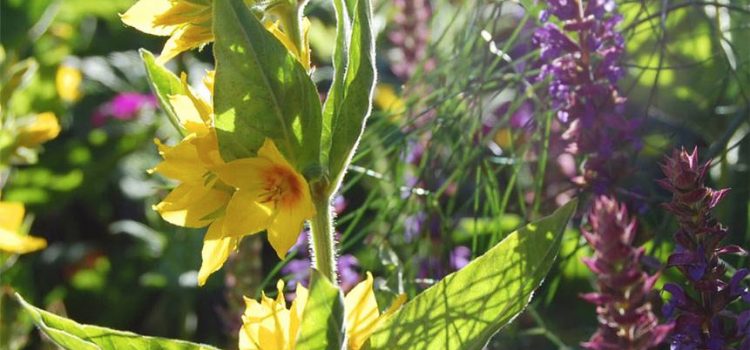 Lysimachia punctata in full flower