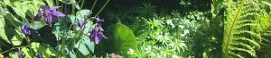 Naturalist planting for a shady border - May 2020