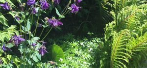 Naturalist planting for a shady border - May 2020